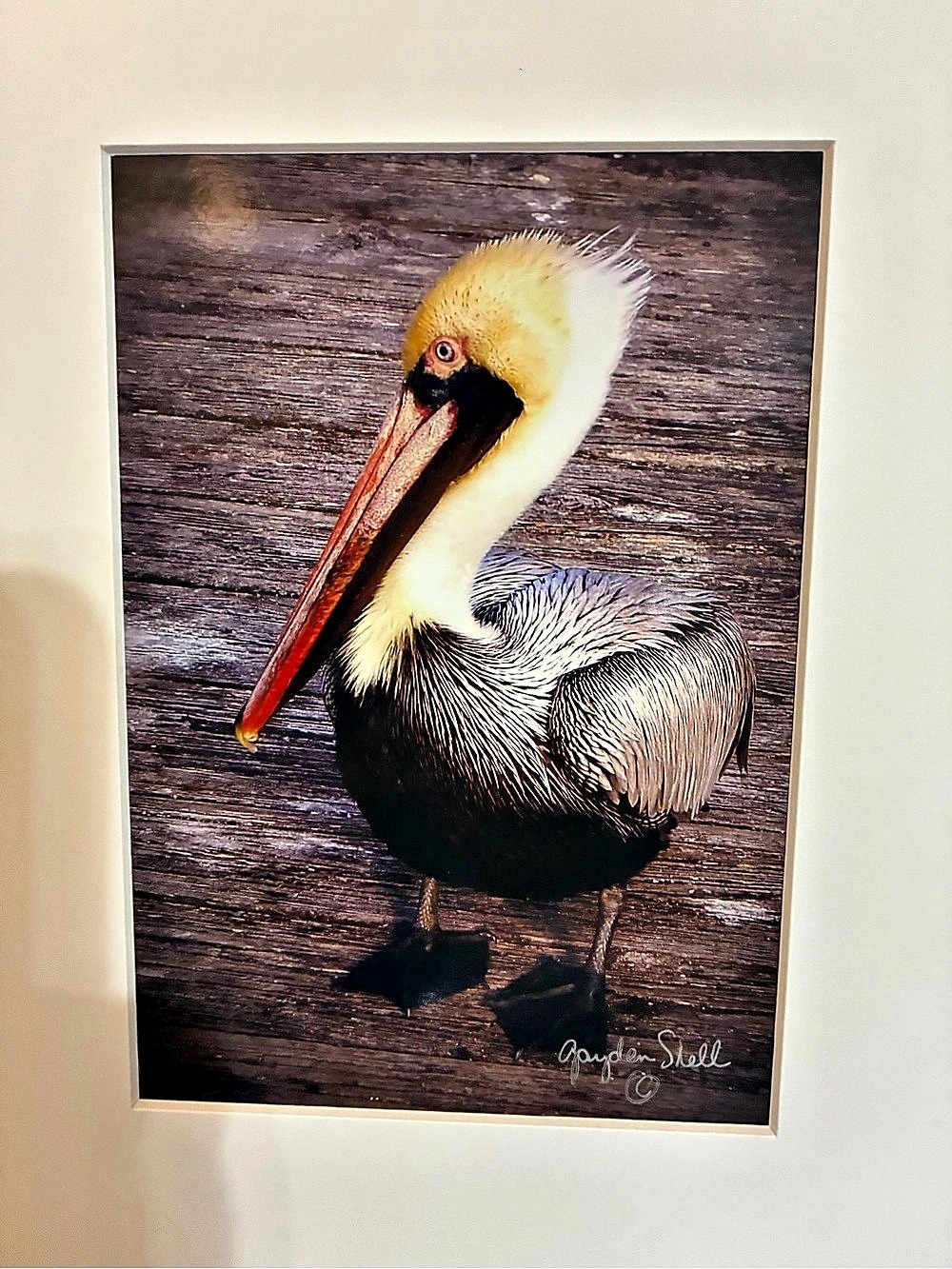 The Lot Pelican Photograph Matted Art by Gayden Shell